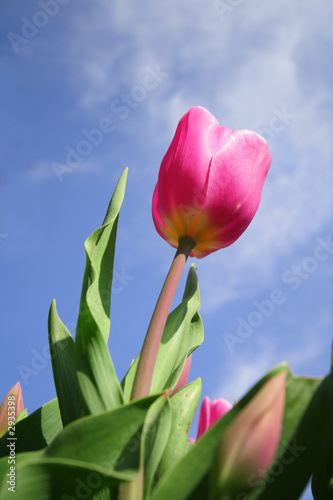 tulips
