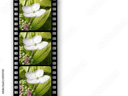flower film photo