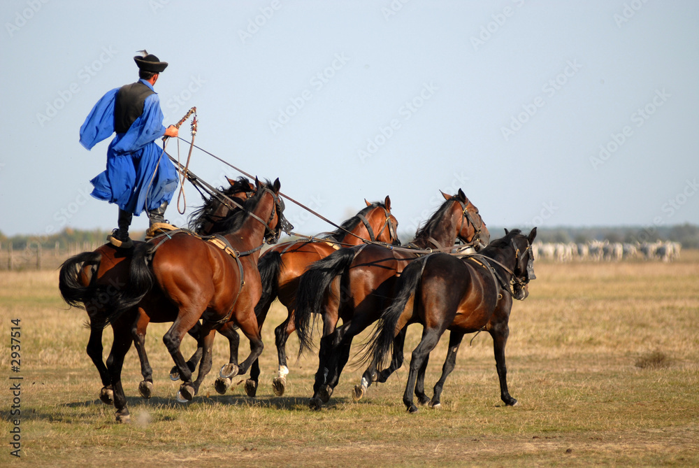 gallop gallop