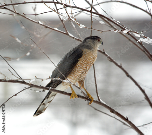 cooper's hawk in a snow storm photo