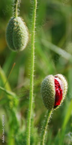 Foto eclosion