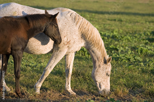 grey mare and foal