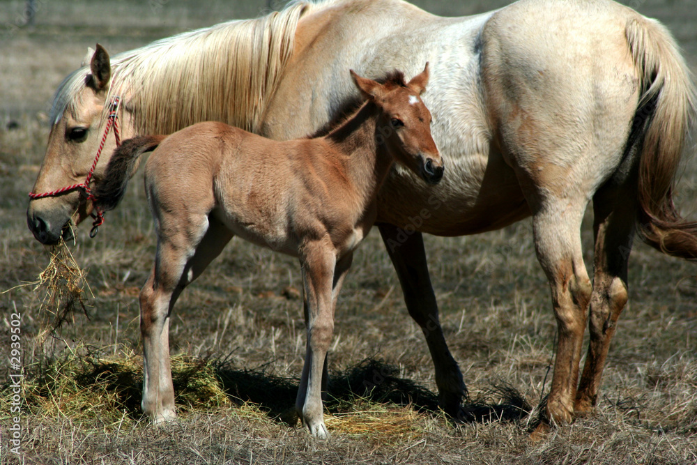 mother and colt horses