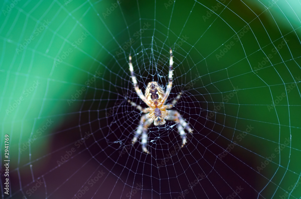 radiographic picture of a spider radiographic picture of a spider