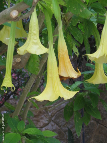 datura photo