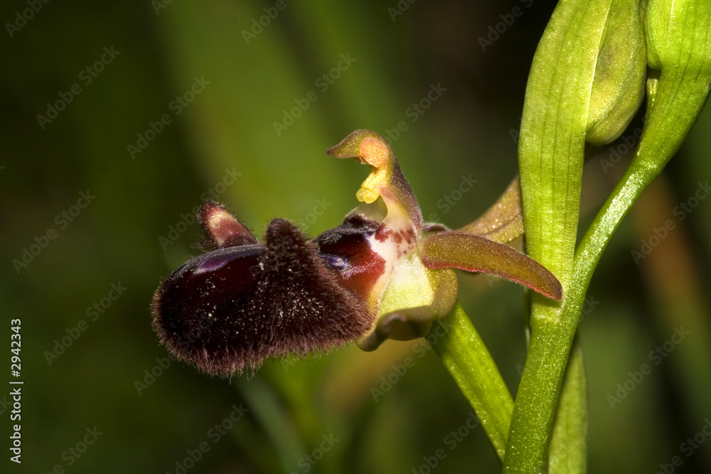 ophrys incubacea