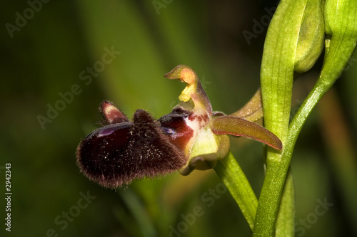 ophrys incubacea photo