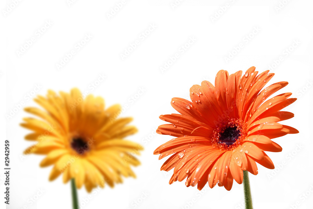fiori giallo e rosso con gocce d'acqua fiori giallo e rosso con gocce d'acqua
