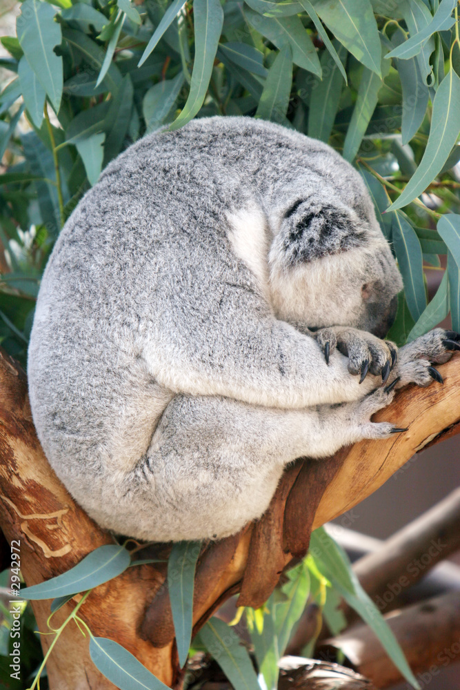 Obraz premium koala bear