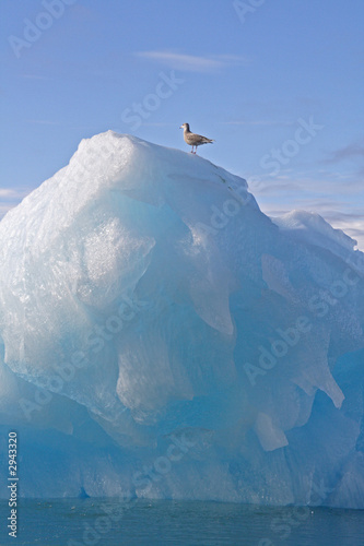 iceberg with lone bird