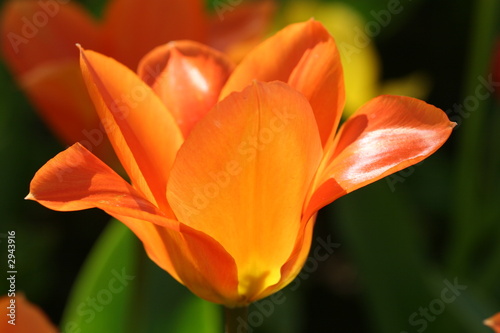 tulpe in leuchtendem orange im sonnenschein