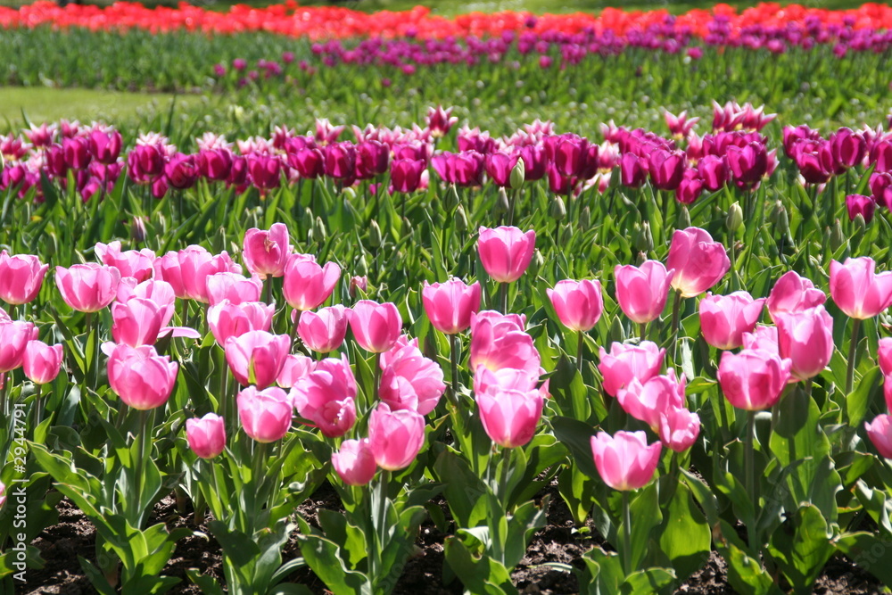 tulpen in prächtigen farben