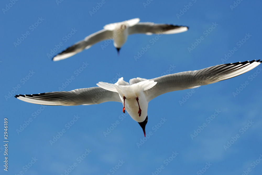 Obraz premium seagull