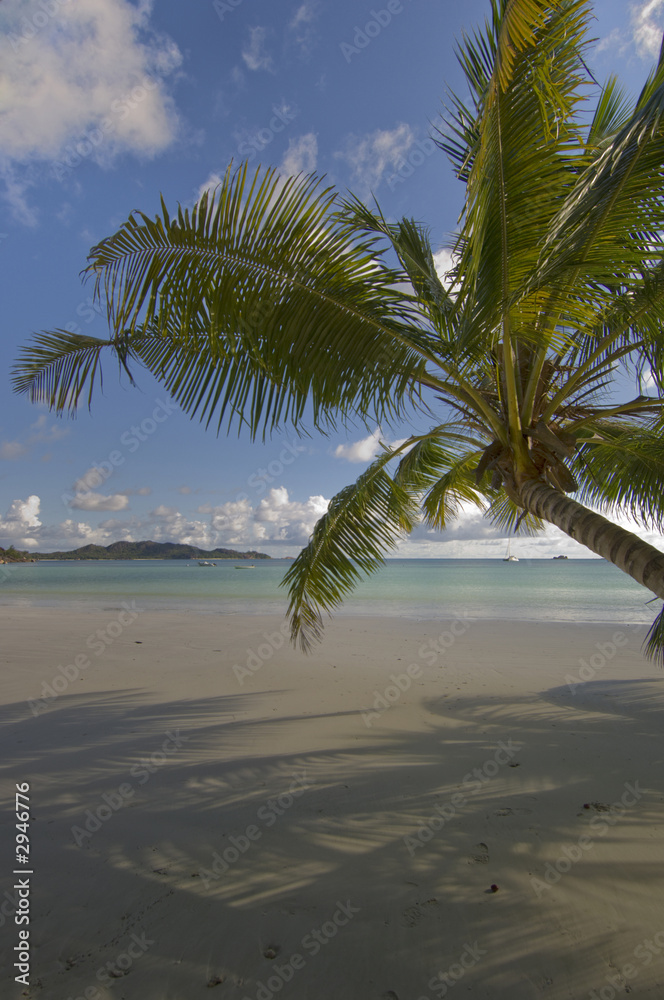 Fototapeta premium palm shadow