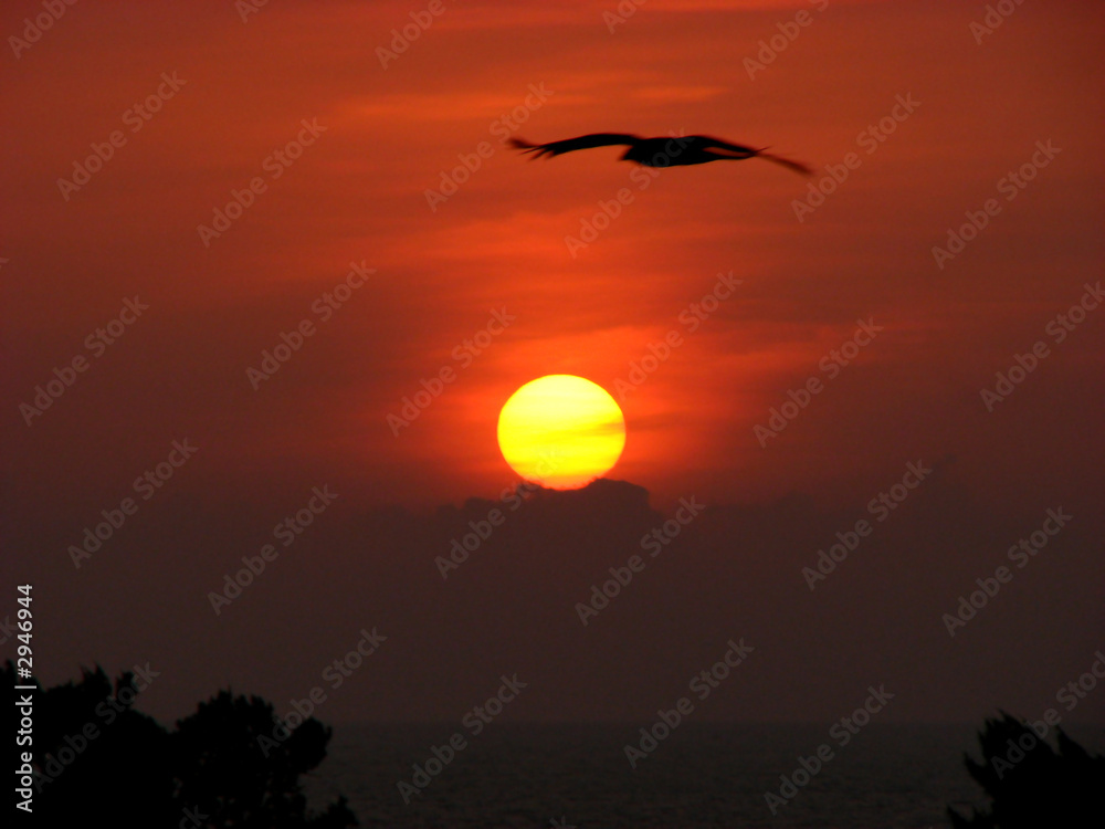 the sunset flight the sunset flight