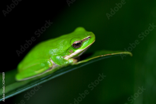 little fallax frog photo
