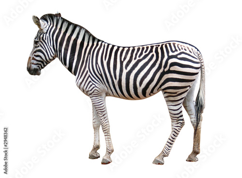 isolated zebra