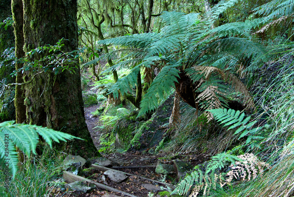 ferns ferns