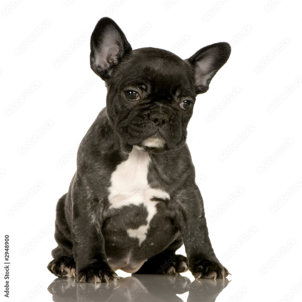 chiot bulldog français Stock Photo | Adobe Stock
