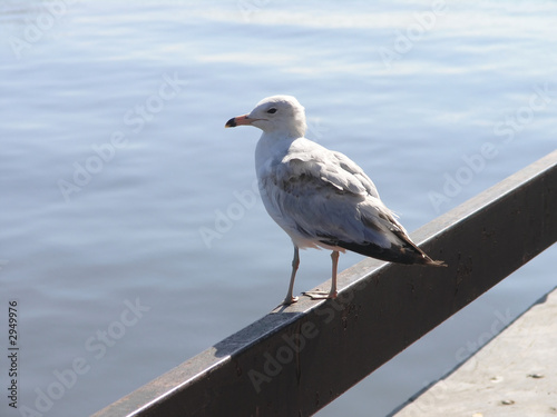 seagull on rail