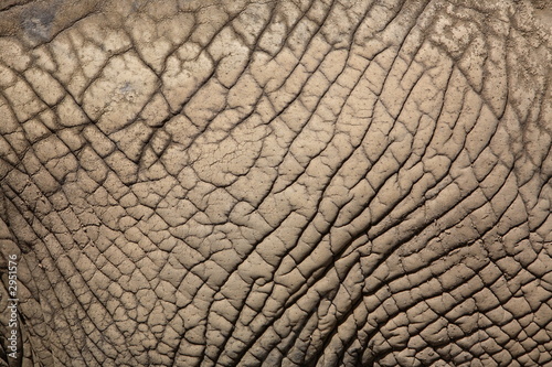 African Elephant Skin
