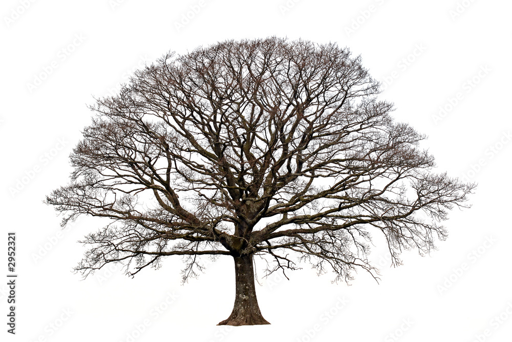 the oak in winter - obrazy, fototapety, plakaty 