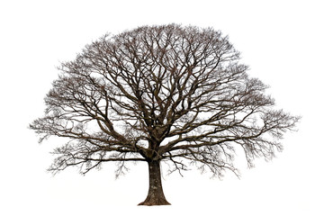 the oak in winter