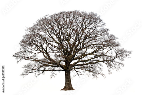 the oak in winter