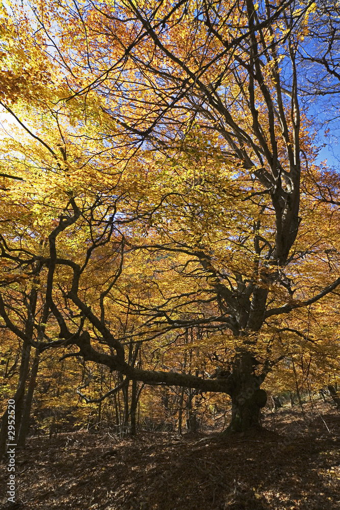 hayedo de tejera negra.