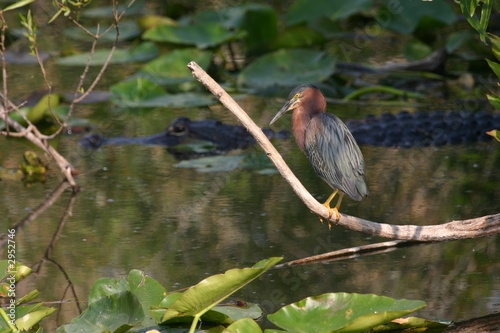 green heron with alligator in background photo