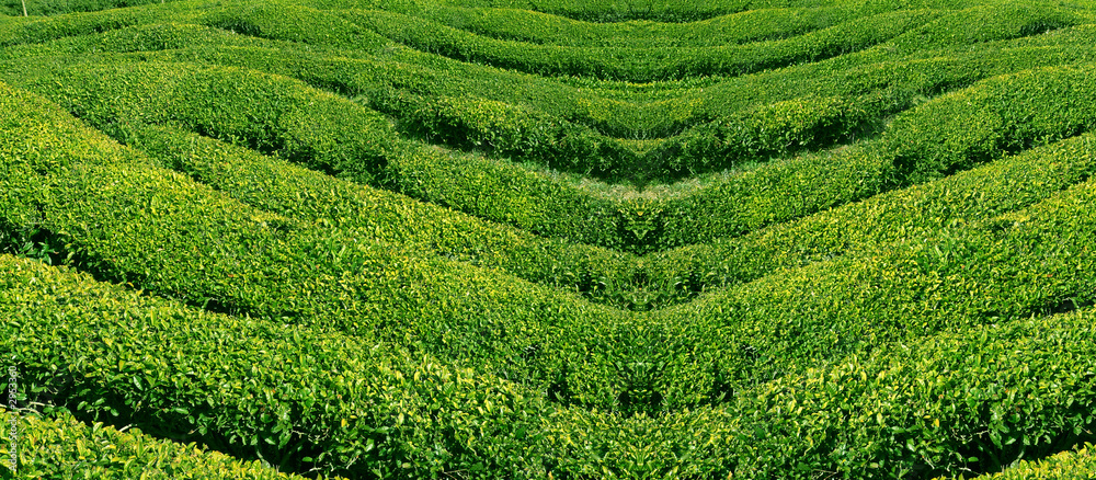 grüner tee, korea.