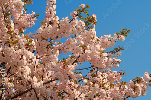 japanese morello