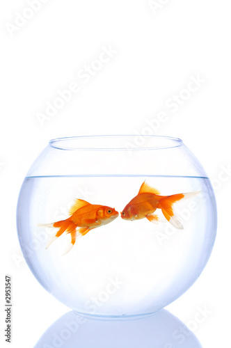 goldfishes in love