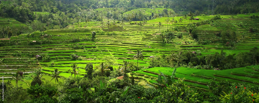 rice terraces, bali, indonesia