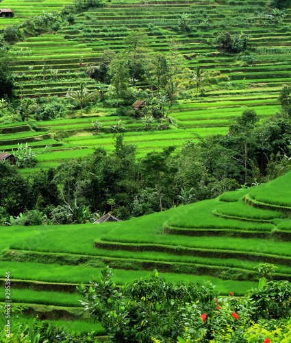 rice terraces, bali, indonesia