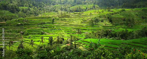 rice terraces, bali, indonesia #2953949