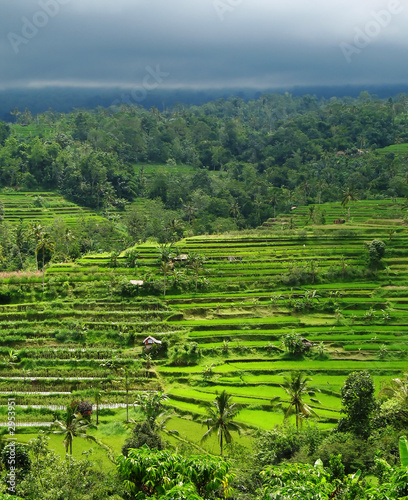 rice terraces under a stormy sky, bali, indonesia