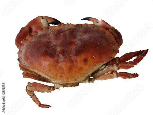 51 Best Pince De Crabe Images Stock Photos Vectors Adobe Stock 51 Best Pince De Crabe Images Stock Photos Vectors Adobe Stock