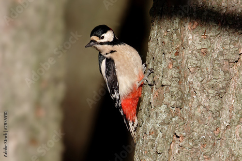 woodpecker photo