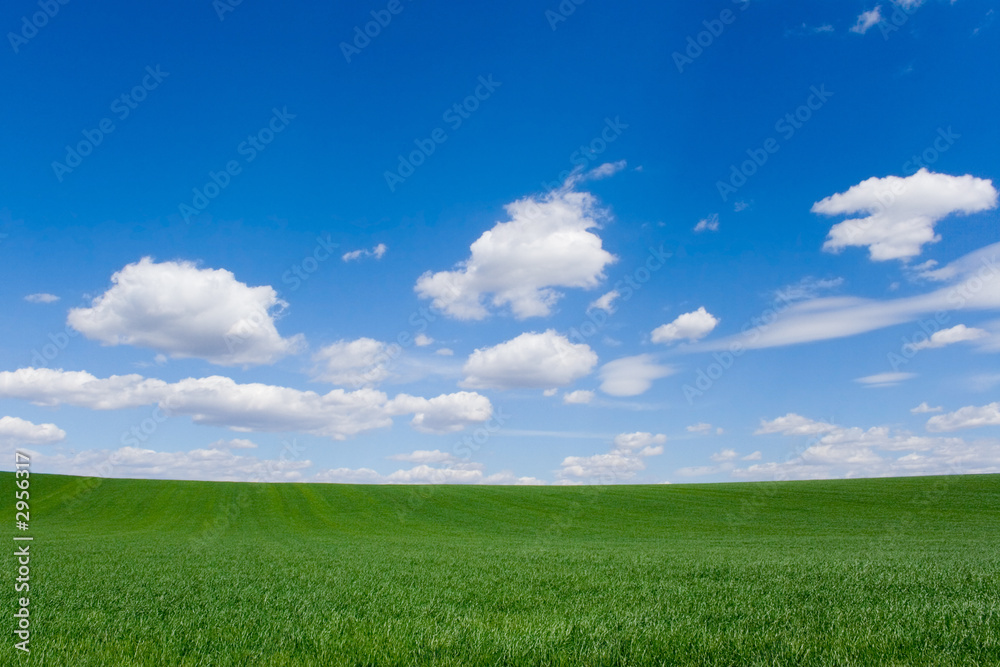 field at spring