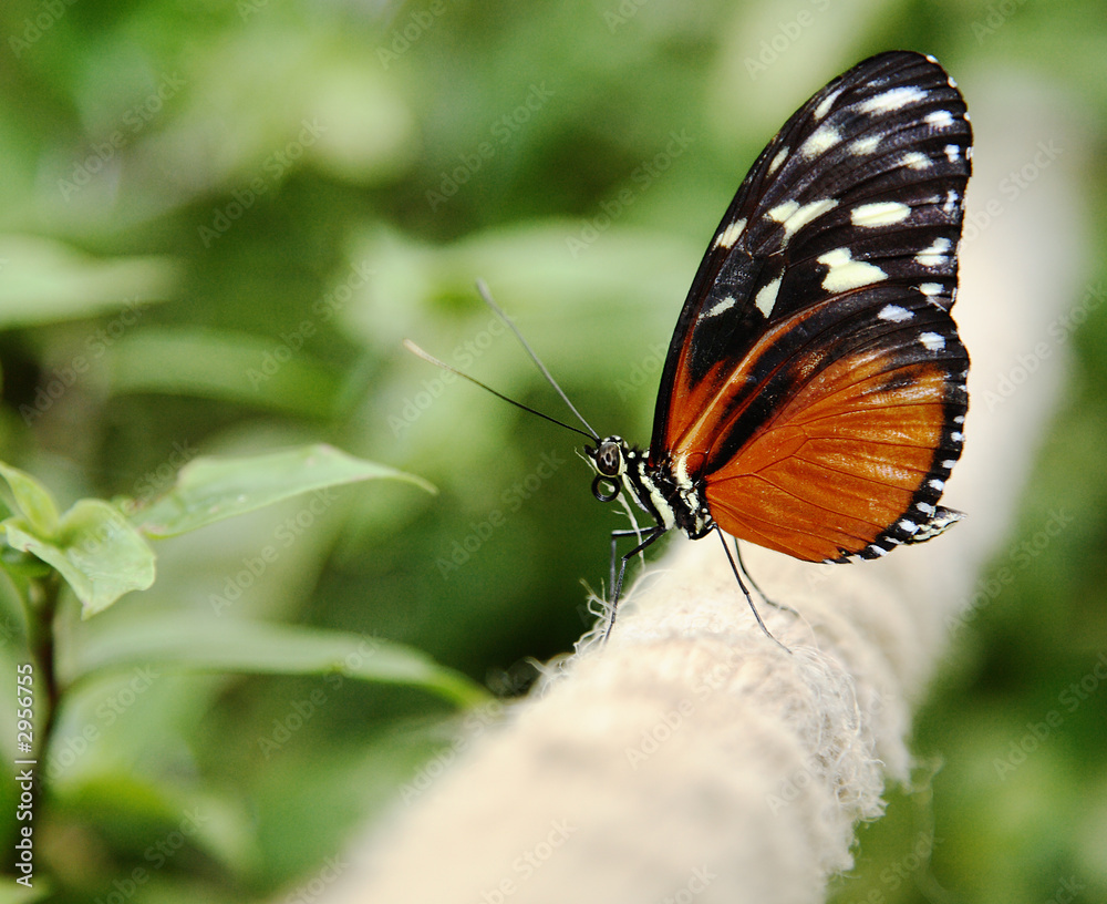 Fototapeta premium butterfly