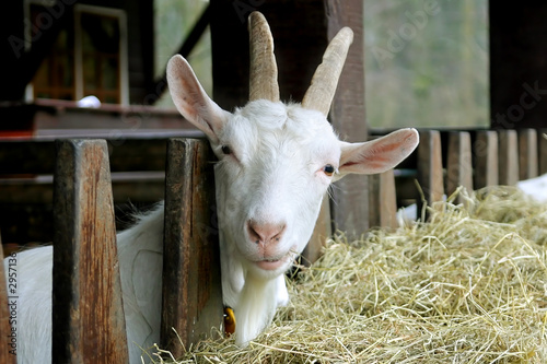 goat looking into the camera