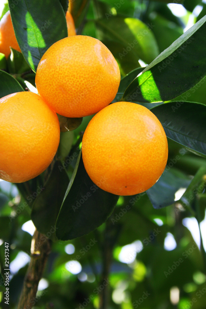 kumquat kumquat