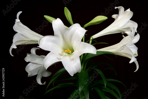 white lily