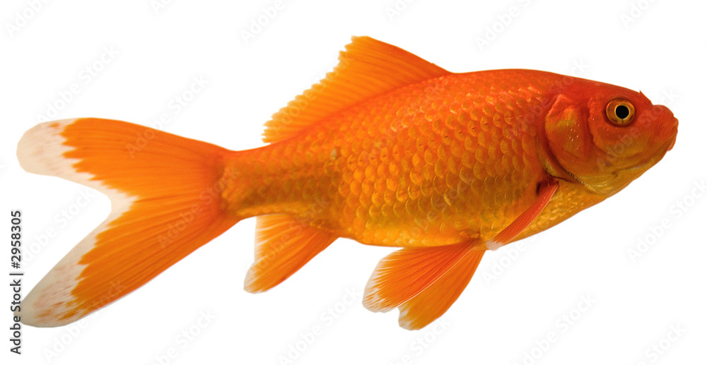 Fototapeta premium comet