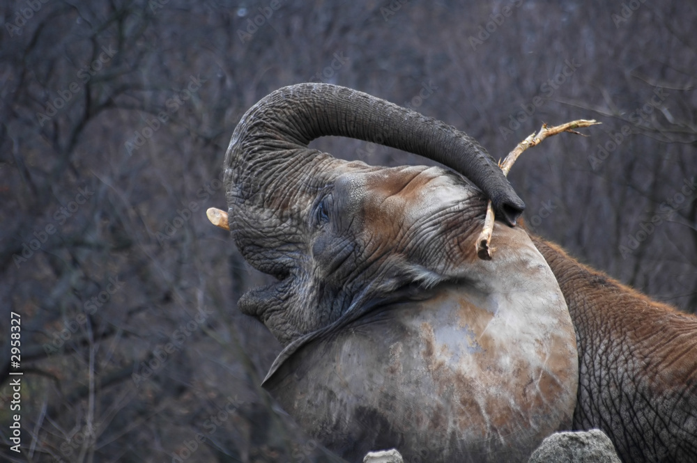 elephant in africa elephant in africa