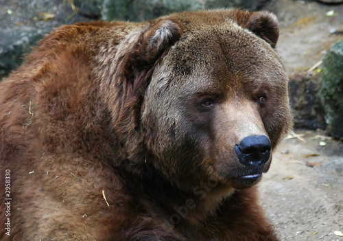 grizzly bear in alaska