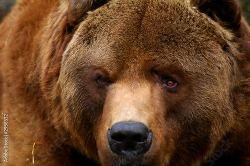 grizzly bear in alaska