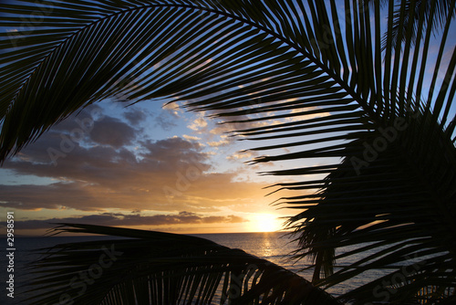 sunset framed by palm fronds, maui hawaii.