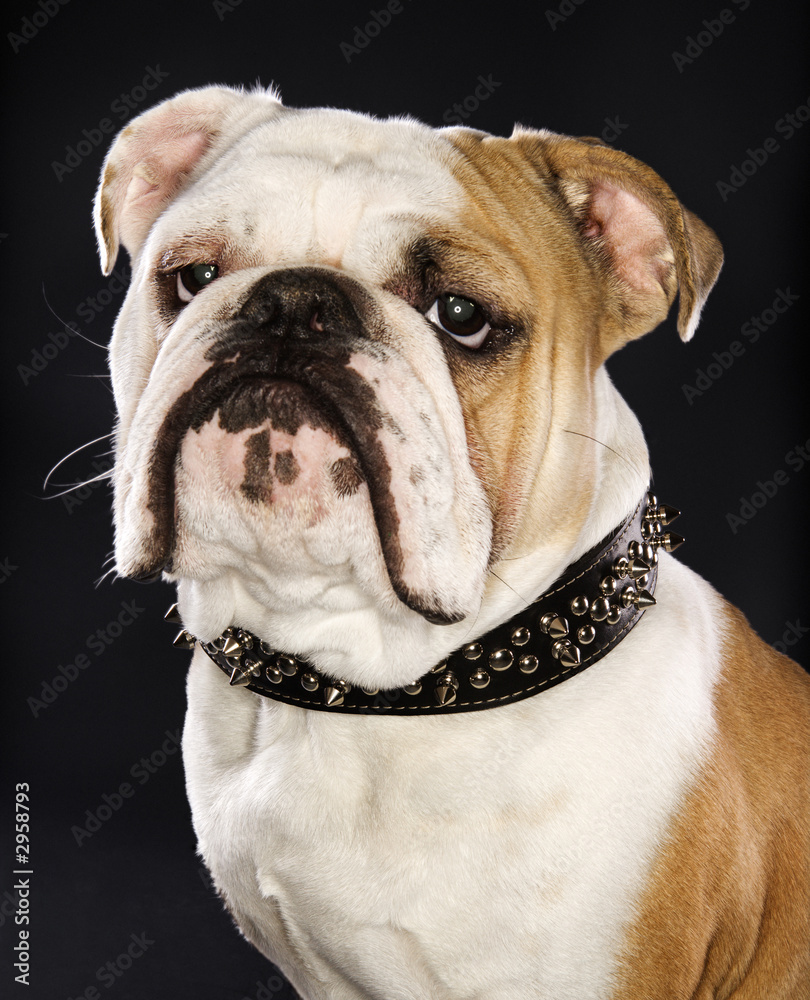 head shot of english bulldog wearing spiked collar.